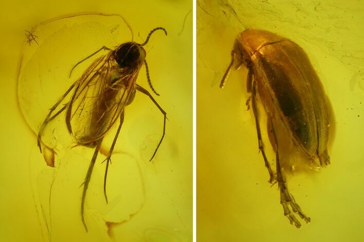 Fossil Fly (Diptera) and Beetle (Coleoptera) In Baltic Amber #173693